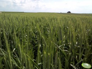 Pszenżyto Tulus