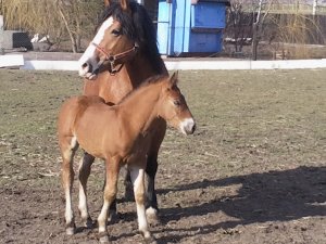 Majka i Mercedes