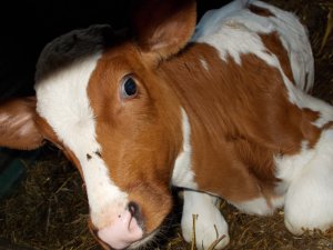 Cielaczek 'Kacperek'