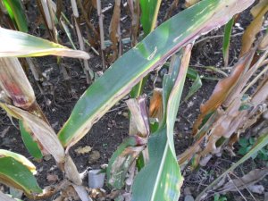 omacnica prosowianka