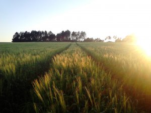 Jęczmień Jary Stratus