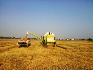 Claas Dominator 96 i Ursus C-385 i D47