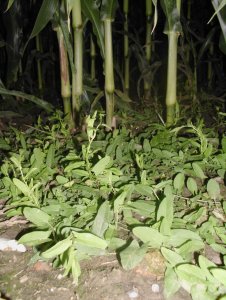 Powój polny Convolvulus arvensis L