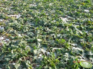 Rzepak ozimy Adriana