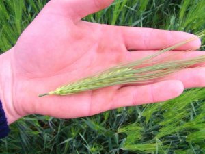 Jęczmień Ozimy Souleyka