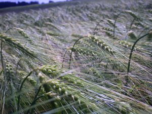 Jęczmień na chwilę obecną