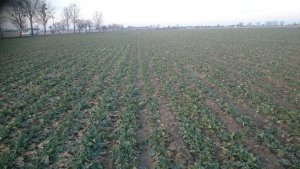 Rzepak ozimy Jumper F1,