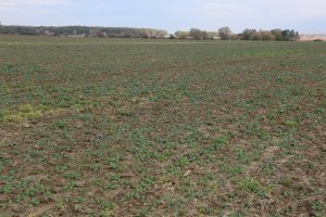 Rzepak ozimy ROHAN F1 20.10.2013