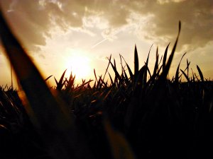 Pszenica ozima Skagen