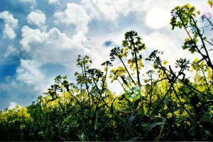 , że grziby w przyszłości to j