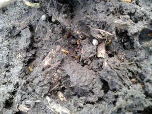 Podziemnica zwyczajna