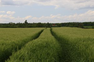 Jęczmień ozimy HOLMES 11.05.2014