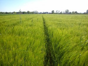 Jęczmień ozimy METAXA