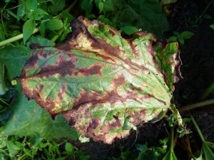 Askochytoza rabarbaru