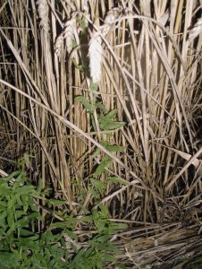 Powój polny Convolvulus arvensis L