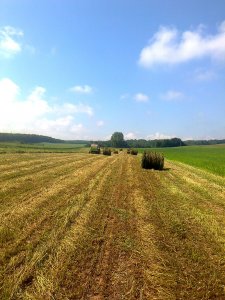 Bele sianokiszonki z konieczyny .