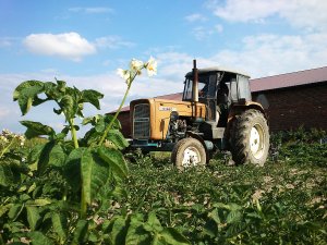 Ursus C-355 & obsypnik