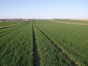 Pszenica Ozima Arktis