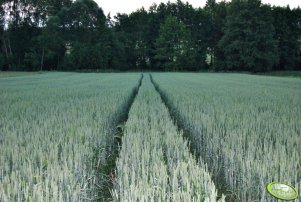 Pszenica jara WALUTA