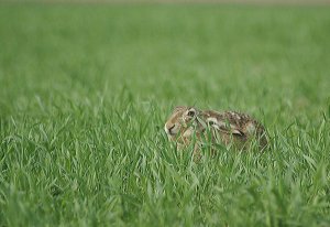 Zając szarak (Lepus europaeus)