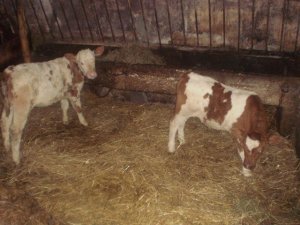 Jałoweczka SM i Byczek RW