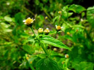 Żółtlica drobnokwiatowa