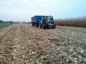 Claas Celtis 456 + "Ziemniaczek"