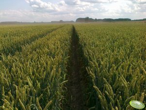 Pszenica Ozima Jantarka