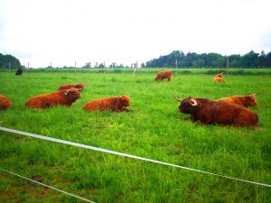 Dwa rozpłodniki Highland i ich stado