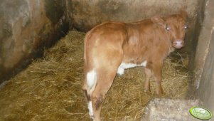 Jałóweczka Blonde d'Aquitaine