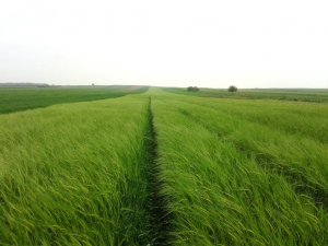 Jęczmień ozimy Sandra