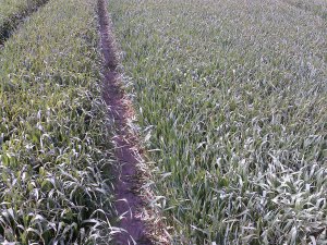 Pszenica ozima BAMBERKA