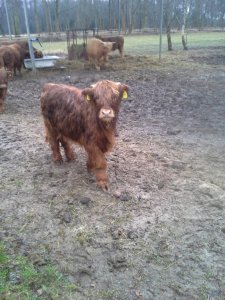 Highland Cattle