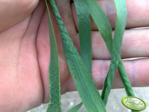 Pszenica ozima Muszelka