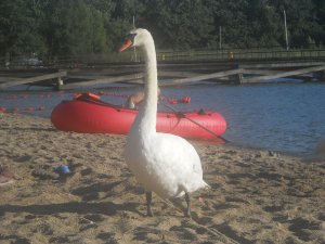 Łabędź niemy.