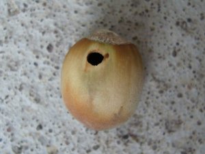 Słonkowiec orzechowiec