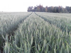 Pszenżyto Jare Nagano