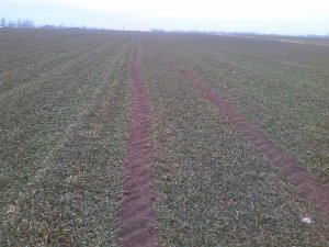 Pszenżyto tomko stan na 27.02.15r