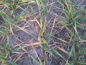 Potenzial pszenica C2