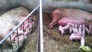 2 lochy i 32 prosięta 