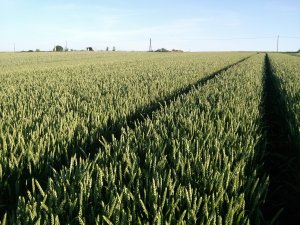 Pszenica Ozima Skagen