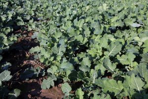 Rzepak ozimy ROHAN F1 - 25.10.2014