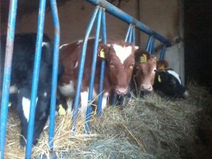 3 byczki i 1 jałówka