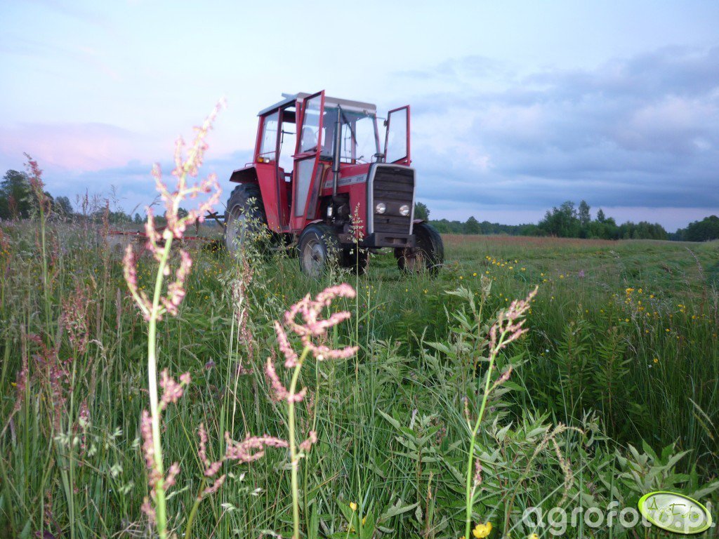 Massey Ferguson 265