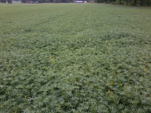 Łubin żółty Mister