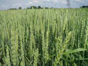 Pszenica Ozima KWS Julius