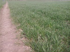 Pszenica ozima Julius