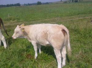 Jałóweczka simental mięsny