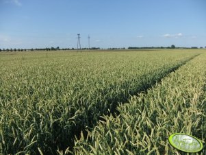 Pszenica ozima Leiffer