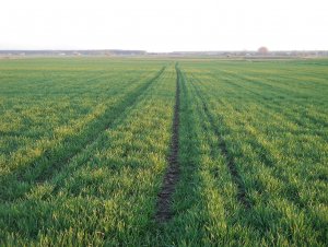 Pszenica ozima BAMBERKA